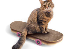 Skateboard krabkarton