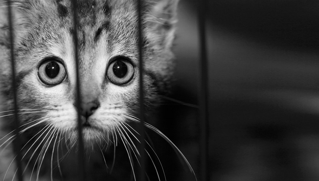 DC_NationaleKaterdag_2018_FBevent