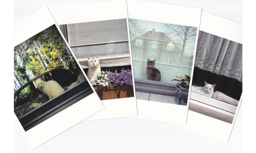 set van 5 kaartjes Raampoezen